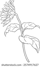 Sunflower Plant with Flower  and Leaves Outline Illustration.