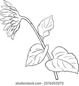 Sunflower Plant with Flower  and Leaves Outline Illustration.