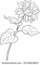 Sunflower Plant with Flower  and Leaves Outline Illustration.