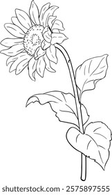 Sunflower Plant with Flower  Outline Illustration.