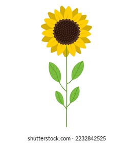 Sunflower plant with green leaves in cartoon style. Vector illustration