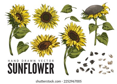 Sunflower plant in hand drawn sketch style, vector illustration isolated on white background. Various sunflowers with stem, leaves and blooming head. Shelled and unshelled sun flower seeds drawing.