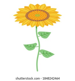 Sunflower plant icon. Isometric of sunflower plant vector icon for web design isolated on white background