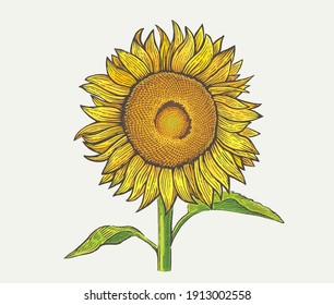Sunflower Seeds Drawing Hd Stock Images Shutterstock