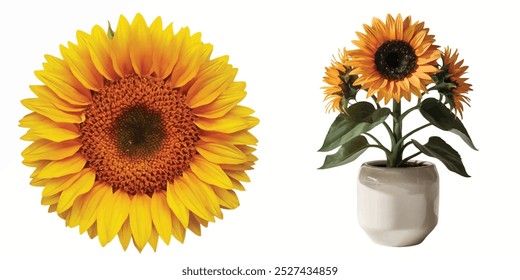 sunflower plant isolated on white background