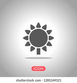 Sunflower, plant. Nature icon. Icon under spotlight. Gray background