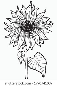 Sunflower plant outline vector illustration