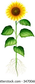 Sunflower plant with roots and stem illustration