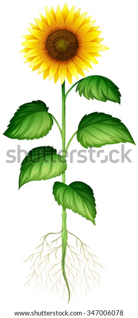 根と茎のイラストを持つひまわり植物 のベクター画像素材 ロイヤリティフリー