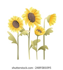 Sunflower plants with seeds. Village or farmland floral design, sunflower agriculture produce. Vector hand drawn botanical clip art.