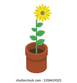 Sunflower in pot icon. Isometric of sunflower in pot vector icon for web design isolated on white background
