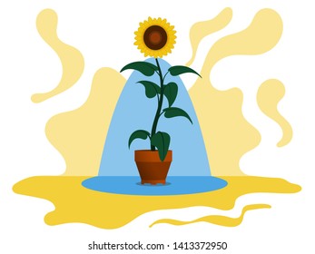 Sunflower in a pot Illustration