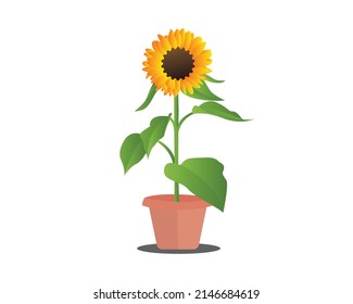 Sunflower in a pot illustration. Easy to change the color and for many type of use.