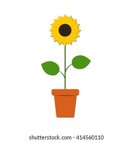 Sunflower in the pot isolated on the white background