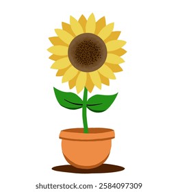 Sunflower in a pot on a white background. 