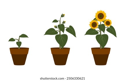 sunflower in a pot set vector illustration isolated on white background.