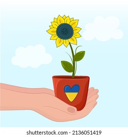 Sunflower in a pot. Symbol of Ukraine and heart.