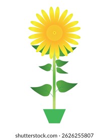 Sunflower in Pot Vector Illustration Isolated on White Background