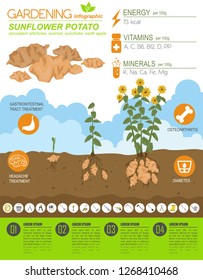 Sonnenblumen Kartoffel-Nützlichkeit verfügt über grafische Vorlage. Gartenbau, Landwirtschaft Infografik, wie es wächst. Flaches Design. Vektorillustration