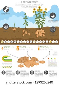Sunflower potato beneficial features graphic template. Gardening, farming infographic, how it grows. Flat style design. Vector illustration