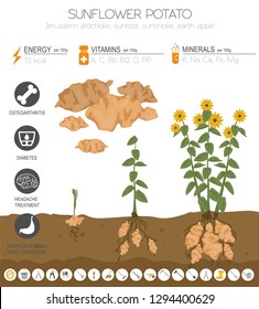 Sunflower potato beneficial features graphic template. Gardening, farming infographic, how it grows. Flat style design. Vector illustration