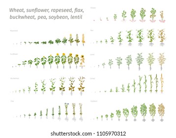 Sunflower rapeseed flax buckwheat pea soybean potato wheat. Vector showing the progression growing plants. Determination of the growth stages biology