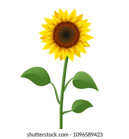 Sunflower realistic icon vector isolated. Yellow sunflower blossom nature flower illustration for summer.