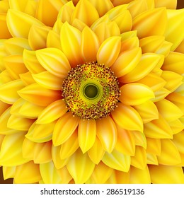 Sunflower realistic illustration. EPS 10 vector file included