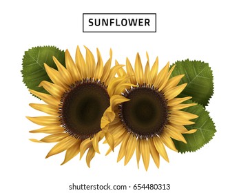 sunflower realistic illustration with green leaves, isolated white background, 3d illustration 