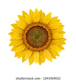 Sunflower realistic isolated, vector illustration. svg