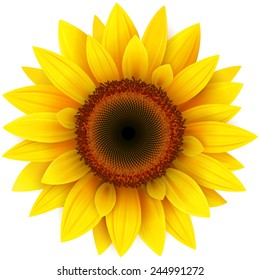 Sunflower, realistic vector illustration.