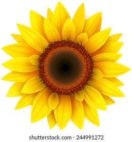 Sunflower, Realistic Vector Illustration.