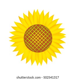 Sunflower, realistic vector illustration.