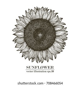 Sunflower retro engraved illustration. Sunflower hand drawn. Vector illustration. Sunflower seeds