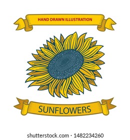 Sunflower and ribbons hand drawing sketch vector illustrations set. Part of set.