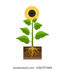 Sunflower with a root. Agriculture background. Vector illustration.