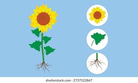 Sunflower and roots. Vector illustration of sunflower and roots.