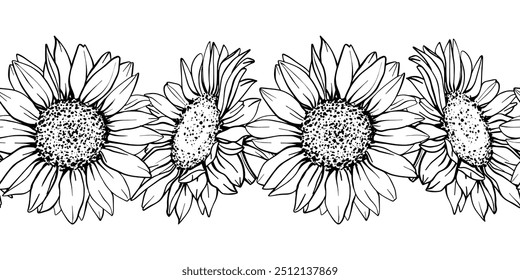 Sunflower seamless border. Hand draw Sketch pen and ink vintage vector illustration on white background. Botanical graphic engraving design