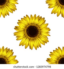 Sunflower seamless pattern. Vector.