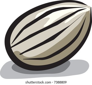 Sunflower seed