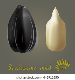 Sunflower seed and cleared sunflower seed, isolated objects, detailed vector illustration.