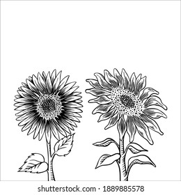 Montaje de flores y semillas de girasol. Dibujo a mano de ilustración aislada. Boceto vintage de ingrediente alimentario.