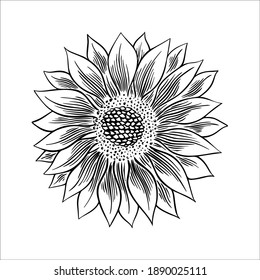 Sunflower seed and flower drawing set. Hand drawn isolated illustration. Food ingredient vintage sketch.