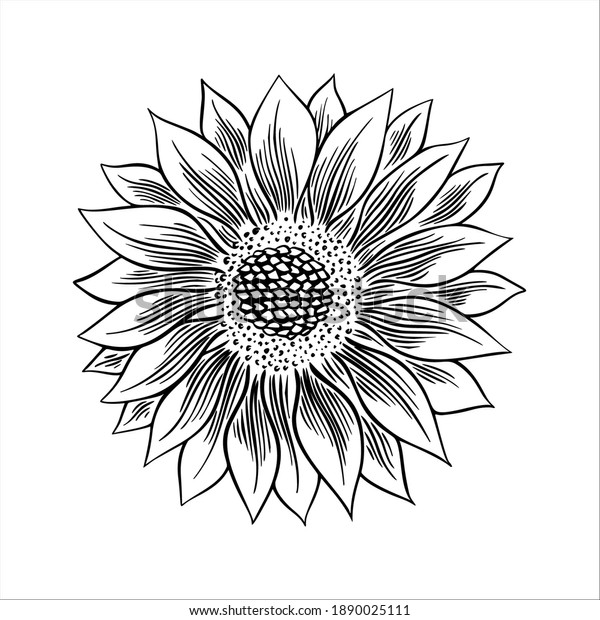 Sunflower Seed Flower Drawing Set Hand Stock Vector (Royalty Free ...
