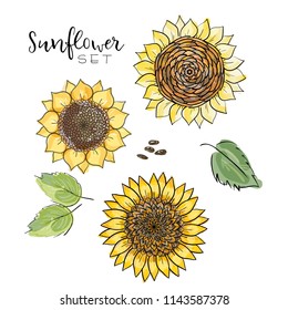 Sunflower seed, flower vector drawing set. Handdrawn isolated illustration. Food ingredient for oil packaging design,label, banner,poster, print, wedding card. Colorful summer sketch, watercolor style