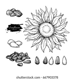 Sunflower seed and flower vector drawing set. Hand drawn isolated illustration. Food ingredient sketch.  Great for oil packaging design, label, banner, poster