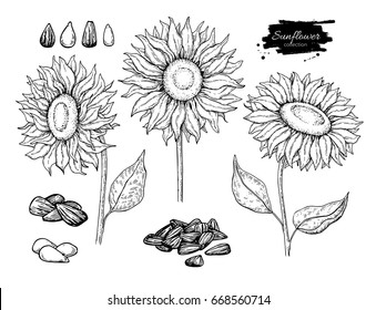 Sunflower seed and flower vector drawing set. Hand drawn isolated illustration. Food ingredient vintage sketch.  Great for oil packaging design, label, banner, poster