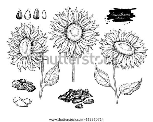 Sunflower seed\
and flower vector drawing set. Hand drawn isolated illustration.\
Food ingredient vintage sketch.  Great for oil packaging design,\
label, banner,\
poster