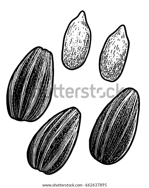 Sunflower Seed Illustration Drawing Engraving Ink: Vector có sẵn (miễn