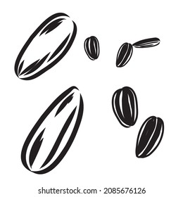Sunflower seed isolated on white background. Hand drawn sketch. Vector illustration.
